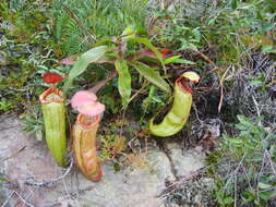 Image of Nepenthes bokorensis Mey