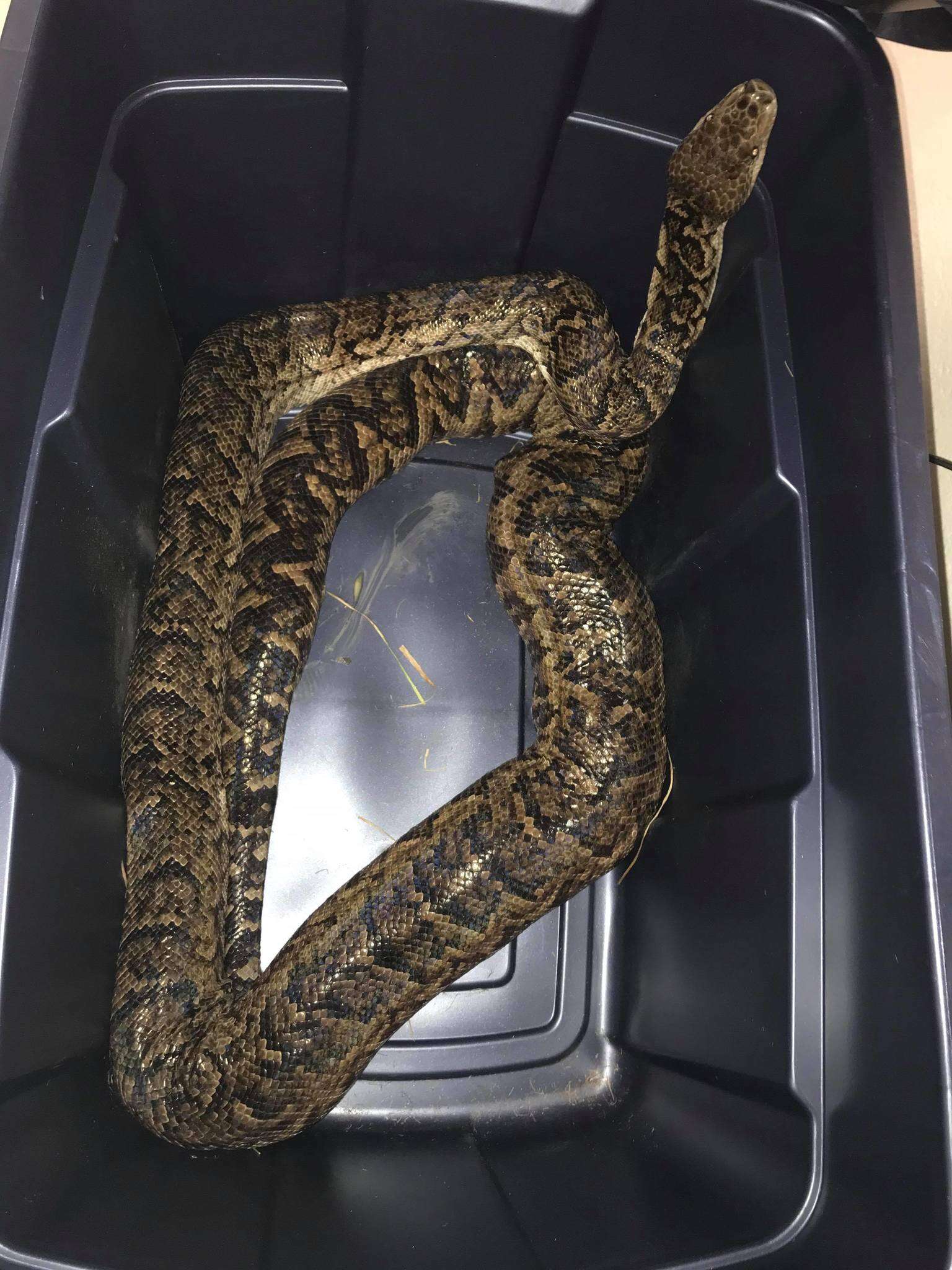 Image of Cuban Boa