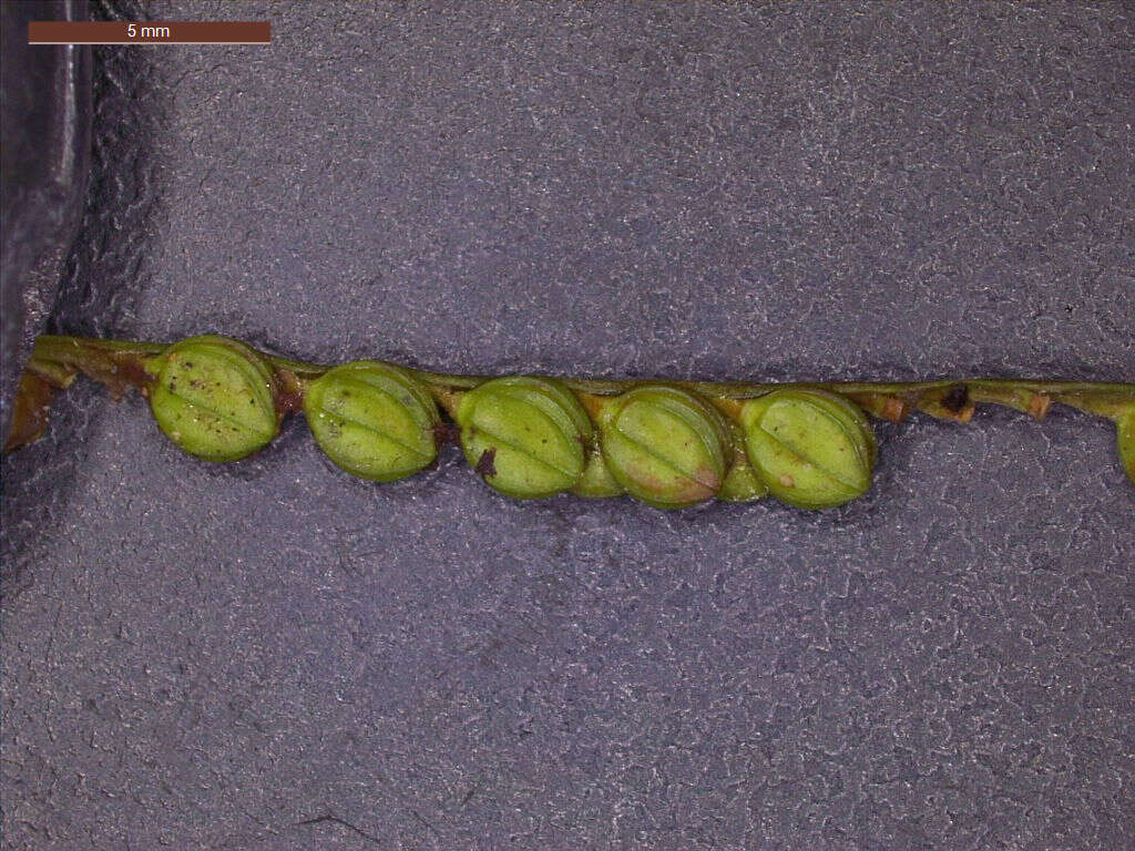 Image of field paspalum