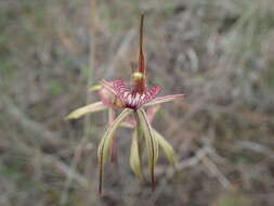 Image of Purple-veined spider orchid