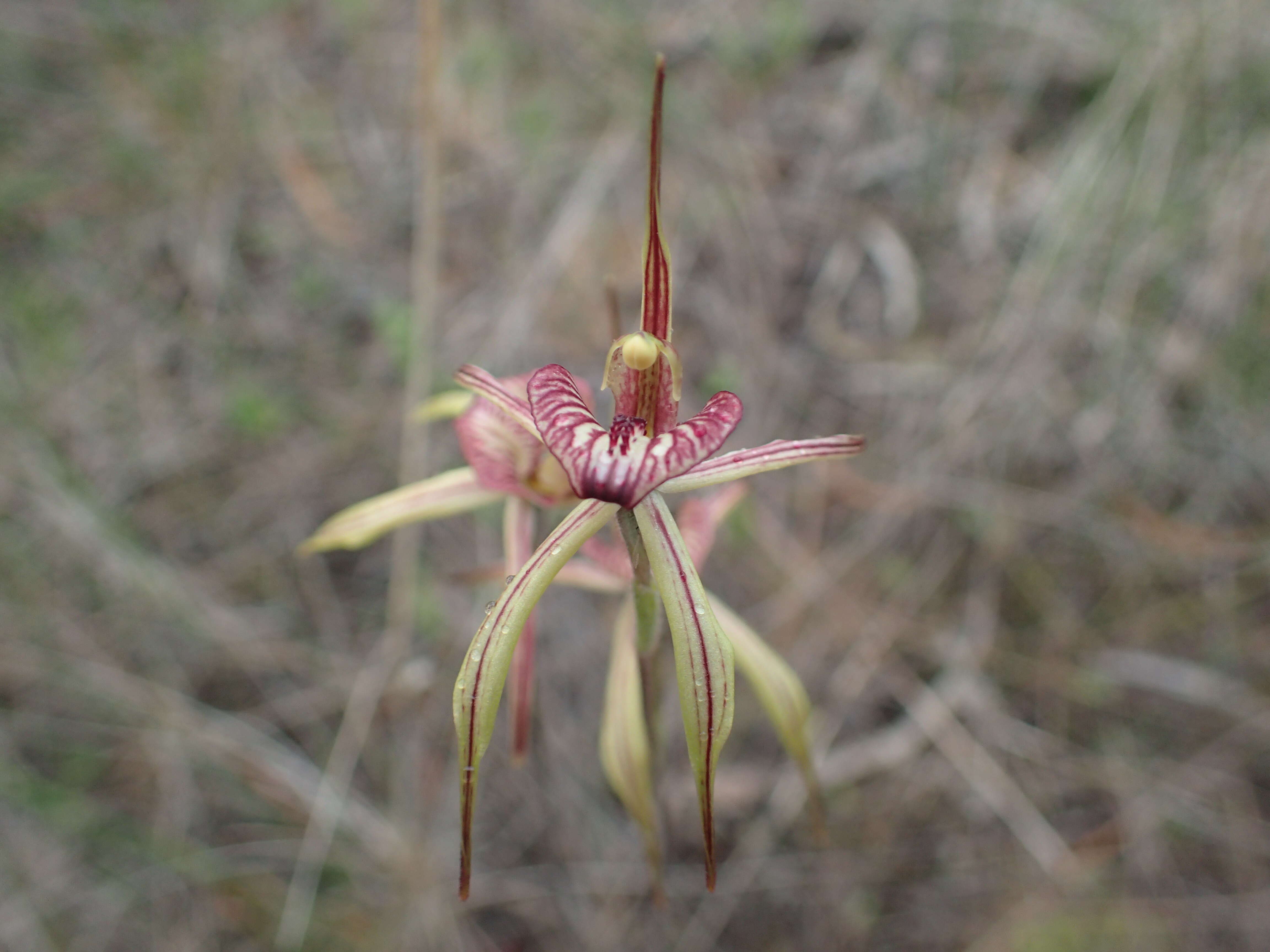 Image of Purple-veined spider orchid