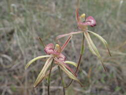 Image of Purple-veined spider orchid