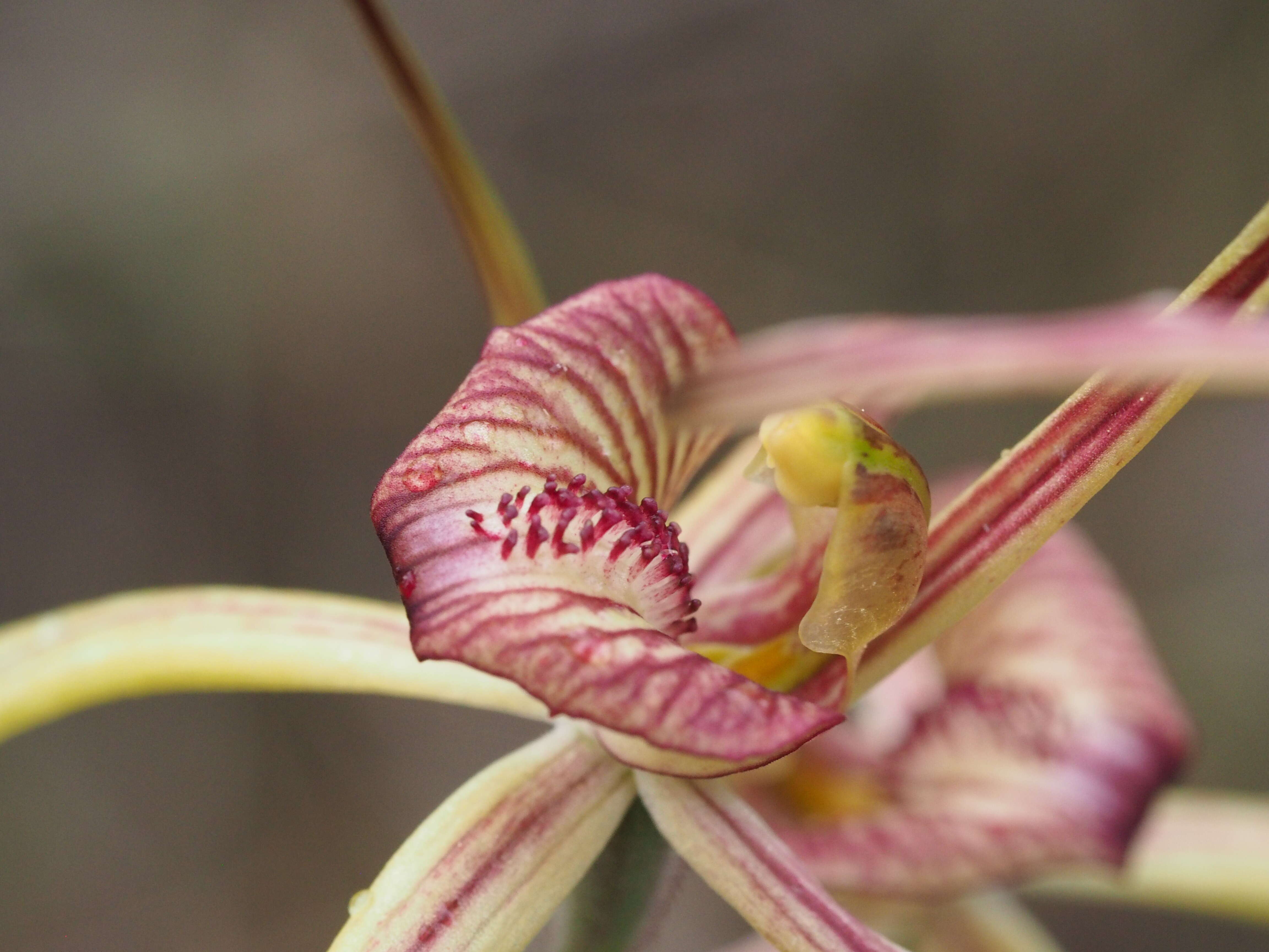 Image of Purple-veined spider orchid