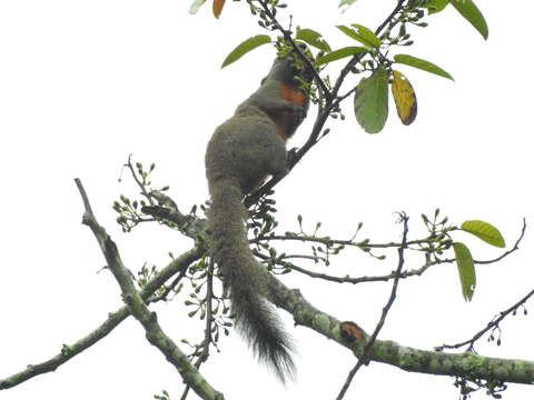 Image of Pallas's Squirrel