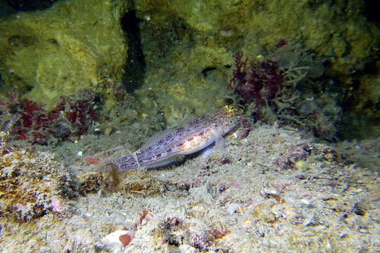 Image of Golden Goby