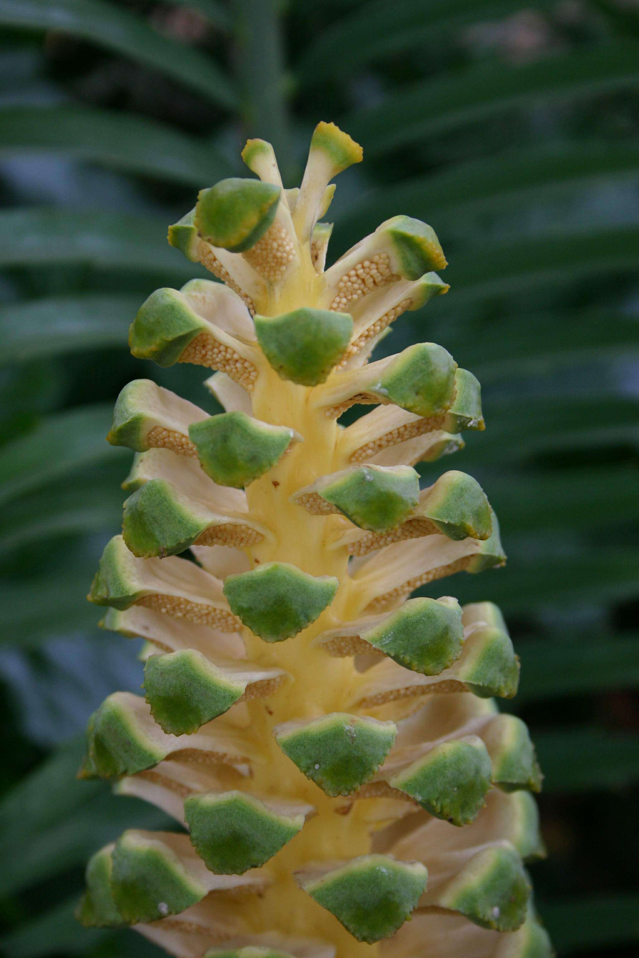 Image of Ground Cycad