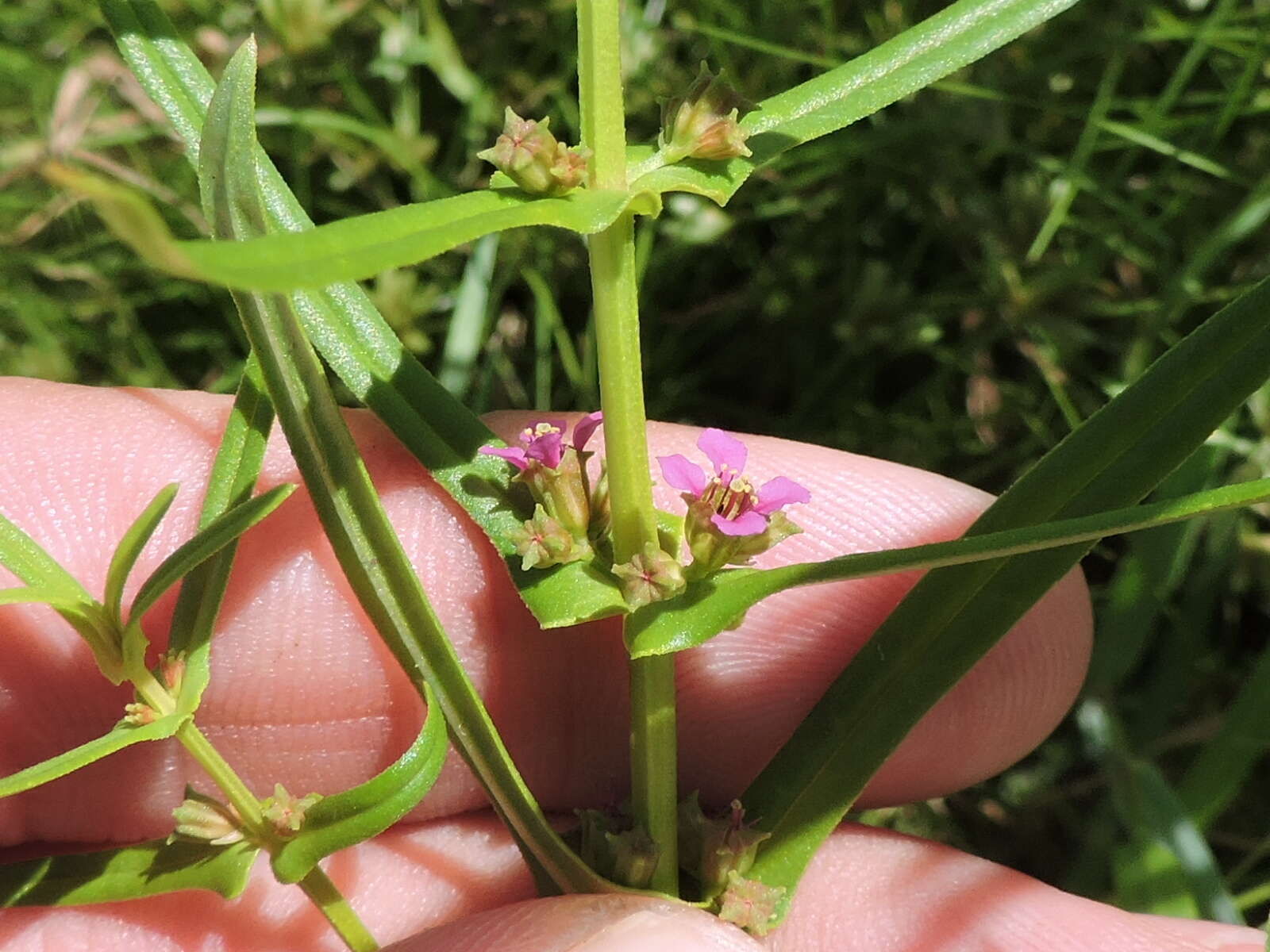 صورة Ammannia coccinea Rottb.