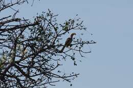 Image of Southern Yellow-billed Hornbill