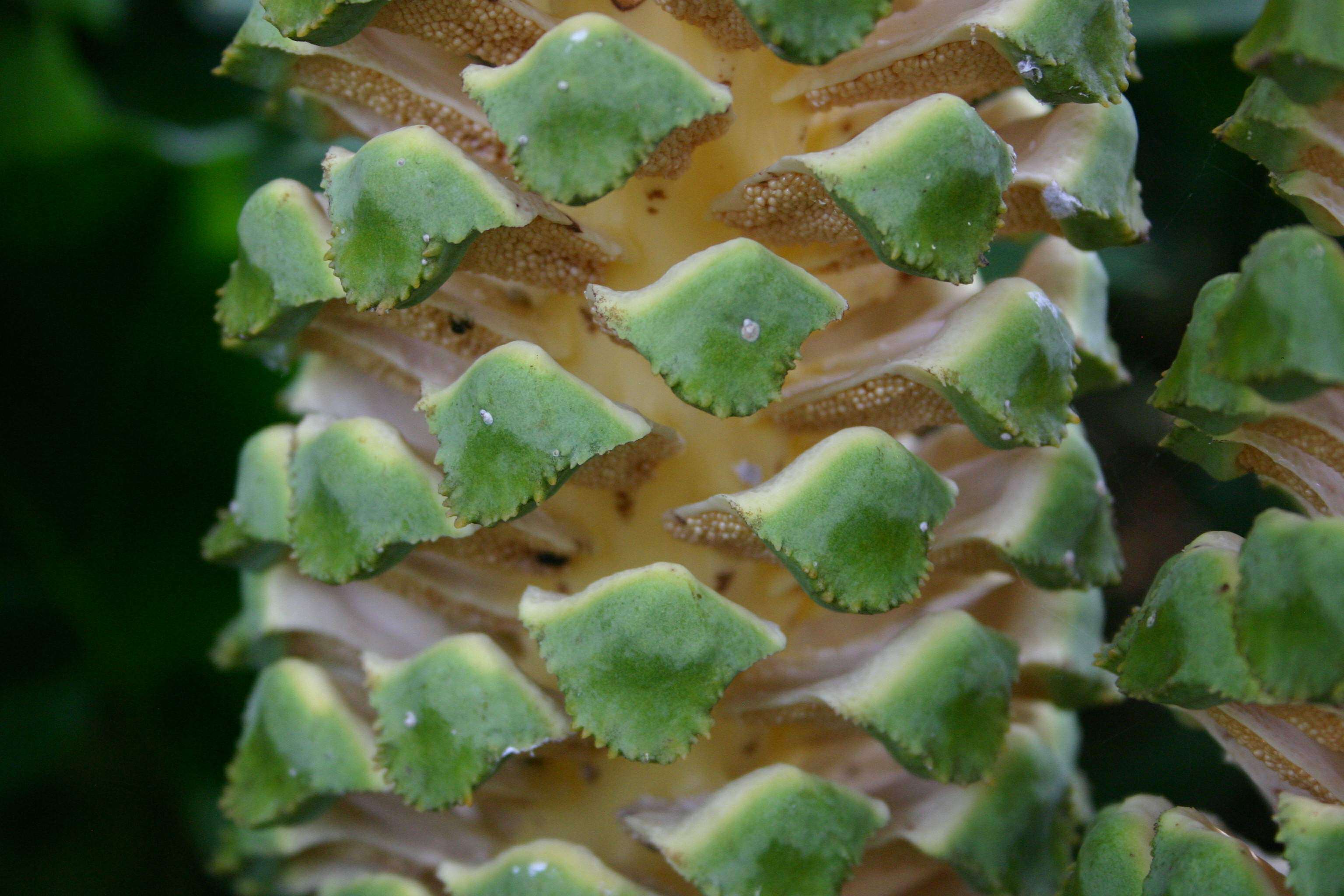 Image of Ground Cycad