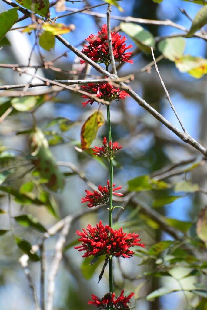 Russelia verticillata Kunth resmi