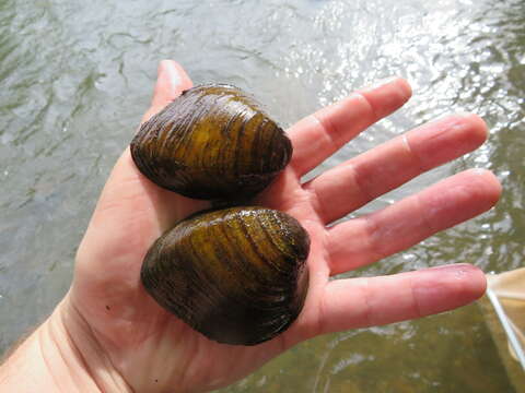 Image of Slabside Pearlymussel