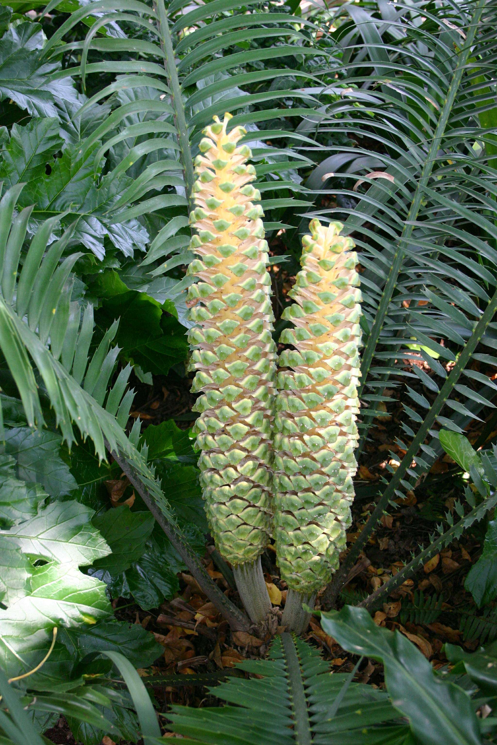 Image of Ground Cycad