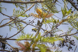 Image of Cinereous Conebill