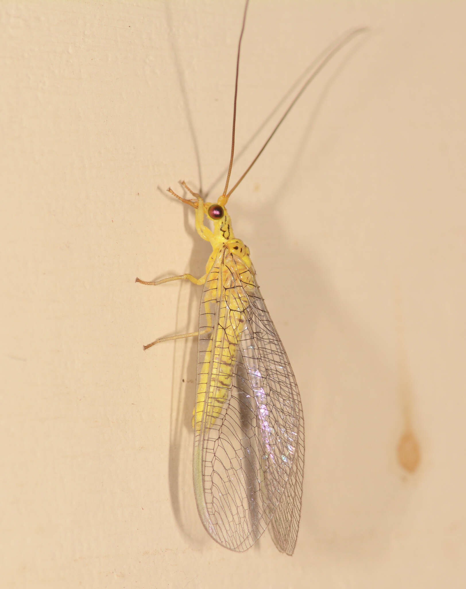 Image of Calochrysa