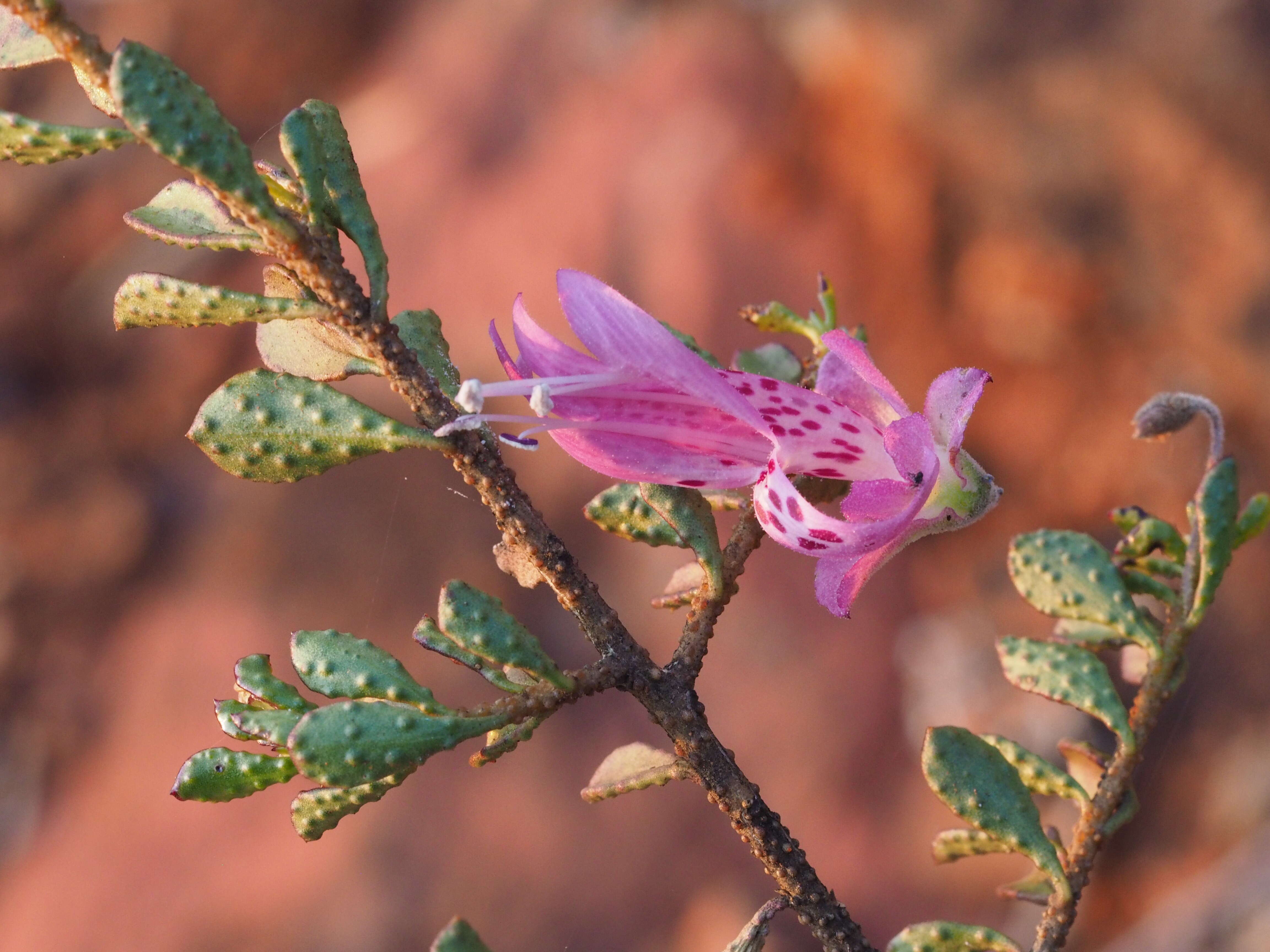 Image of Emu Bush