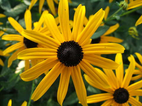 Image de Rudbeckia fulgida Ait.