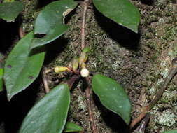 Image of <i>Codonanthopsis crassifolia</i>