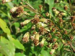 Image of goldenrod