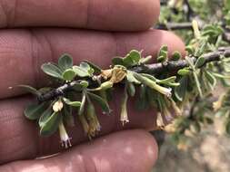 Image of Arizona desert-thorn