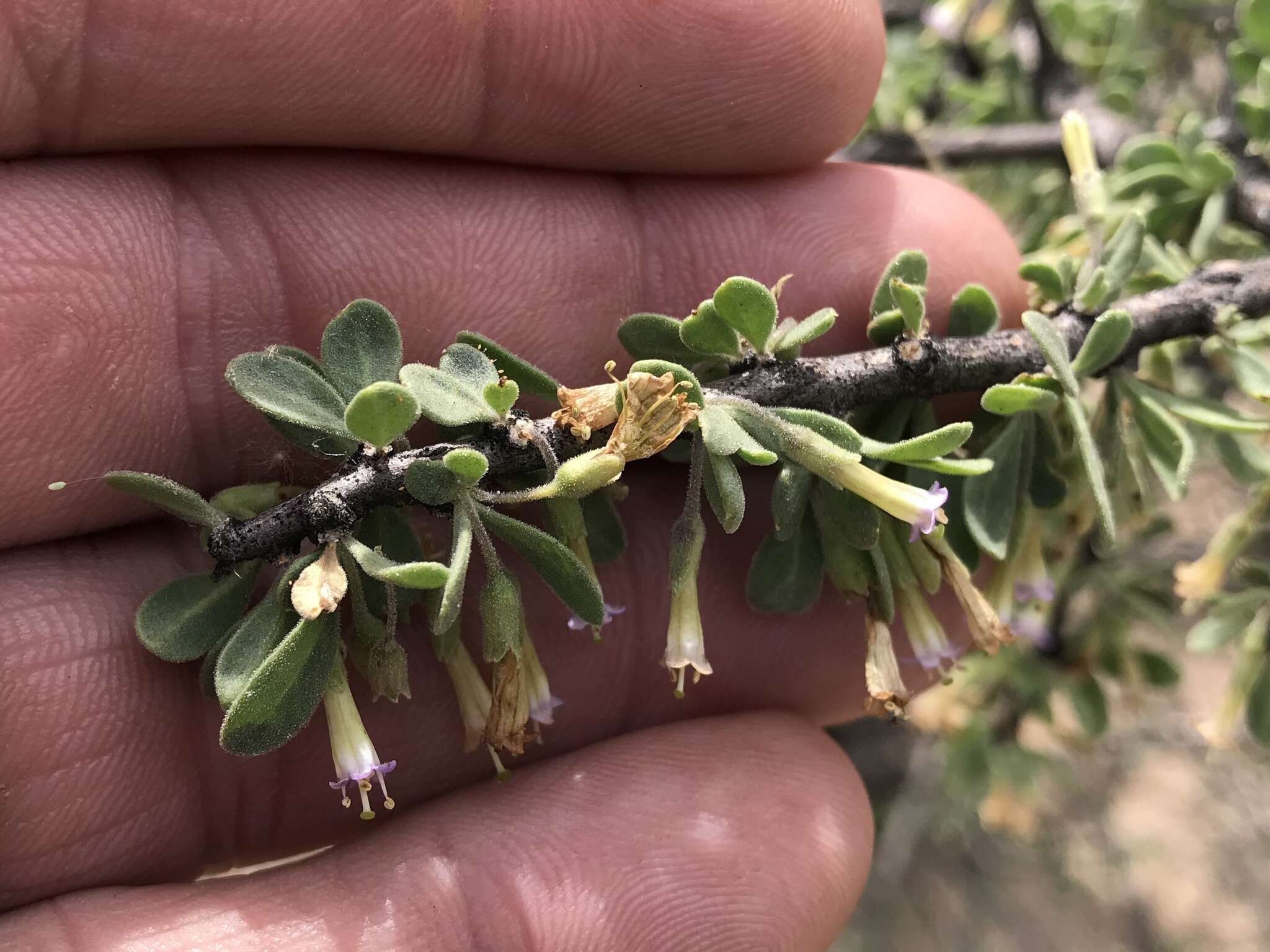 Image of Arizona desert-thorn