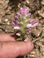 Plancia ëd Orthocarpus cuspidatus subsp. cuspidatus