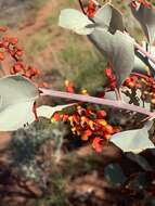 Image of Grevillea wickhamii Meissn.