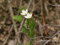 Image de Epilobium amurense Hausskn.