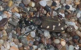 Plancia ëd Cicindela (Cicindela) oregona Le Conte 1856