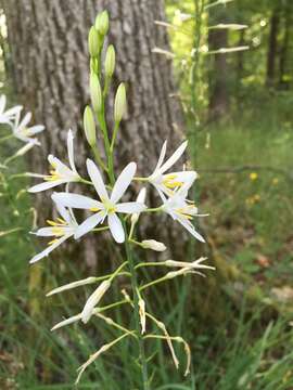 Image of St. Bernard’s lily