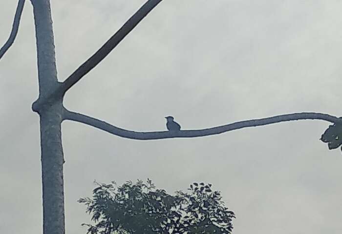 Image of Buff-bellied Puffbird