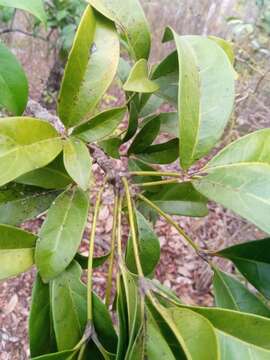 Image of Burasaia madagascariensis DC.