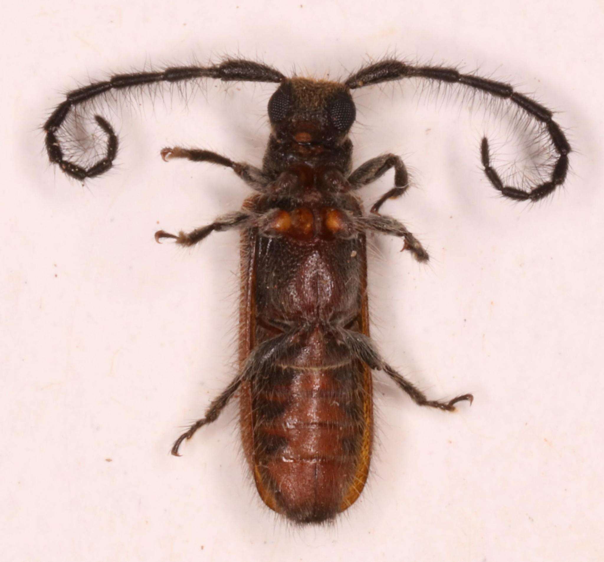 Sophronica nigricollis Breuning 1940的圖片