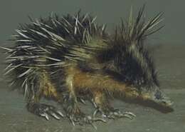 Image of streaked tenrecs