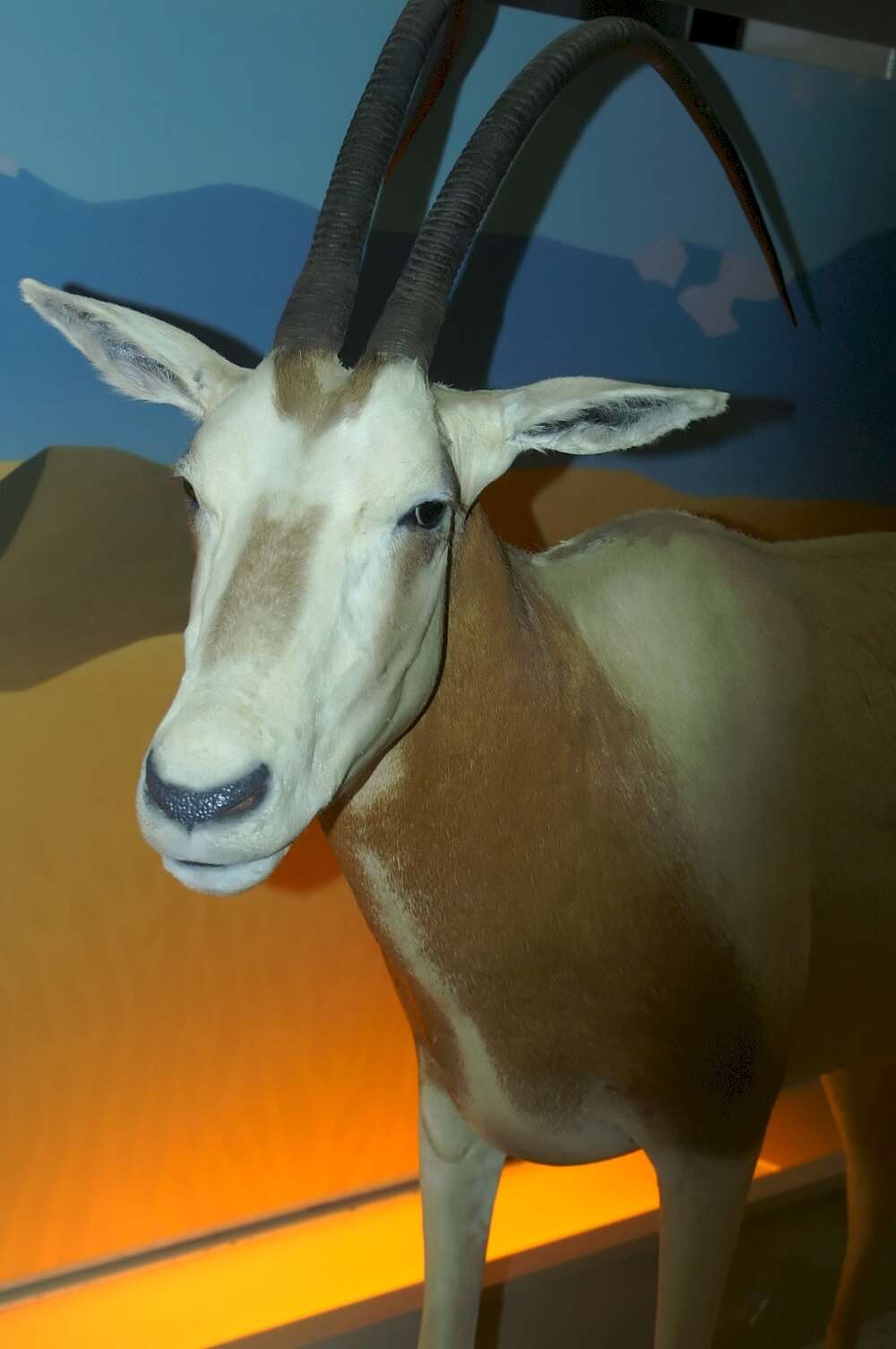 Image of Scimitar-horned Oryx