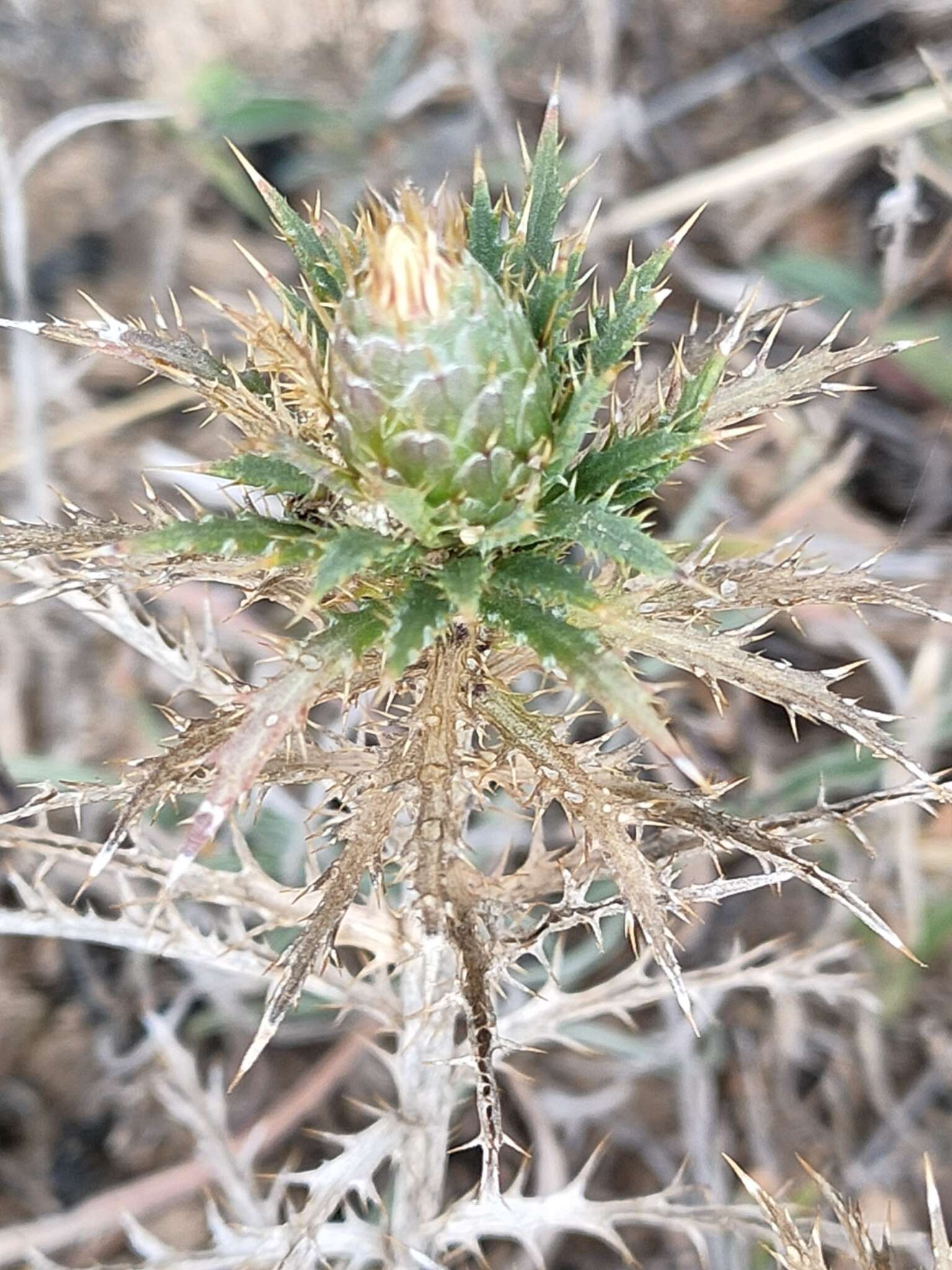 Image of Atractylis humilis L.