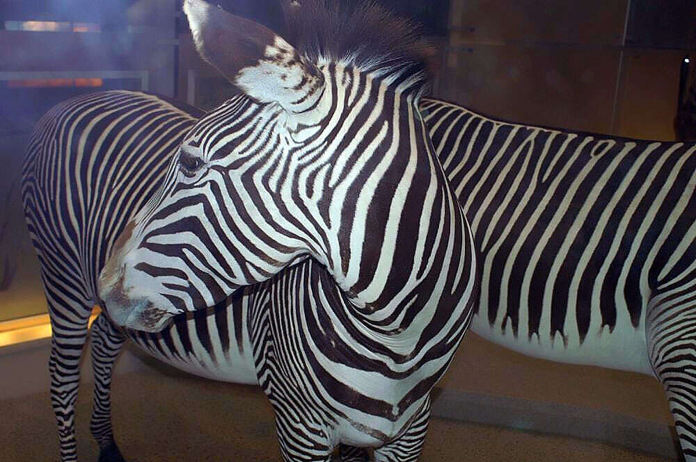 Image of Grevy's Zebra