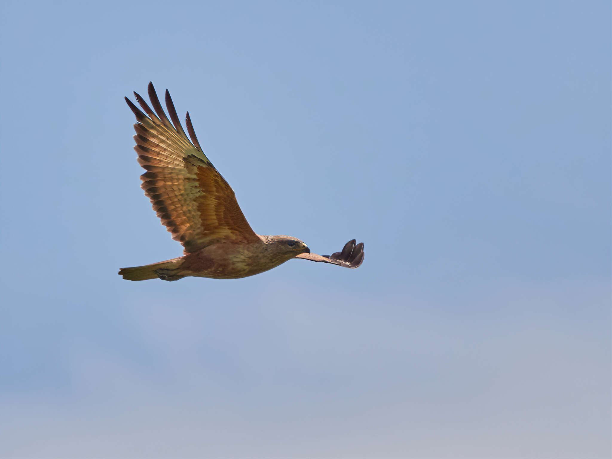 Image of Buteo buteo menetriesi Bogdanov 1879