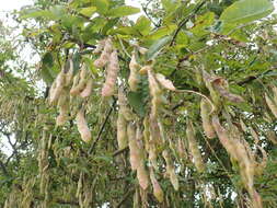 Image of Laburnum Fabr.