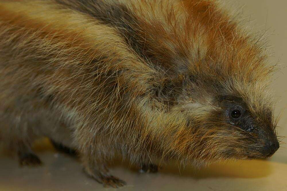 Image of crested rat