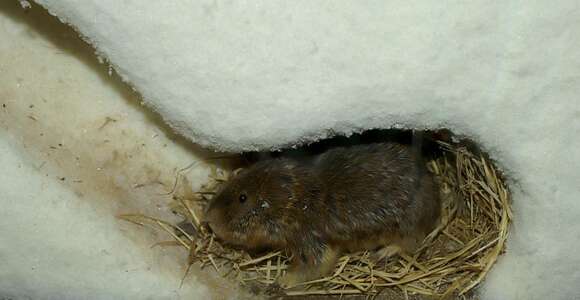 Image of BROWN LEMMING