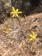 Image of common goldenstar