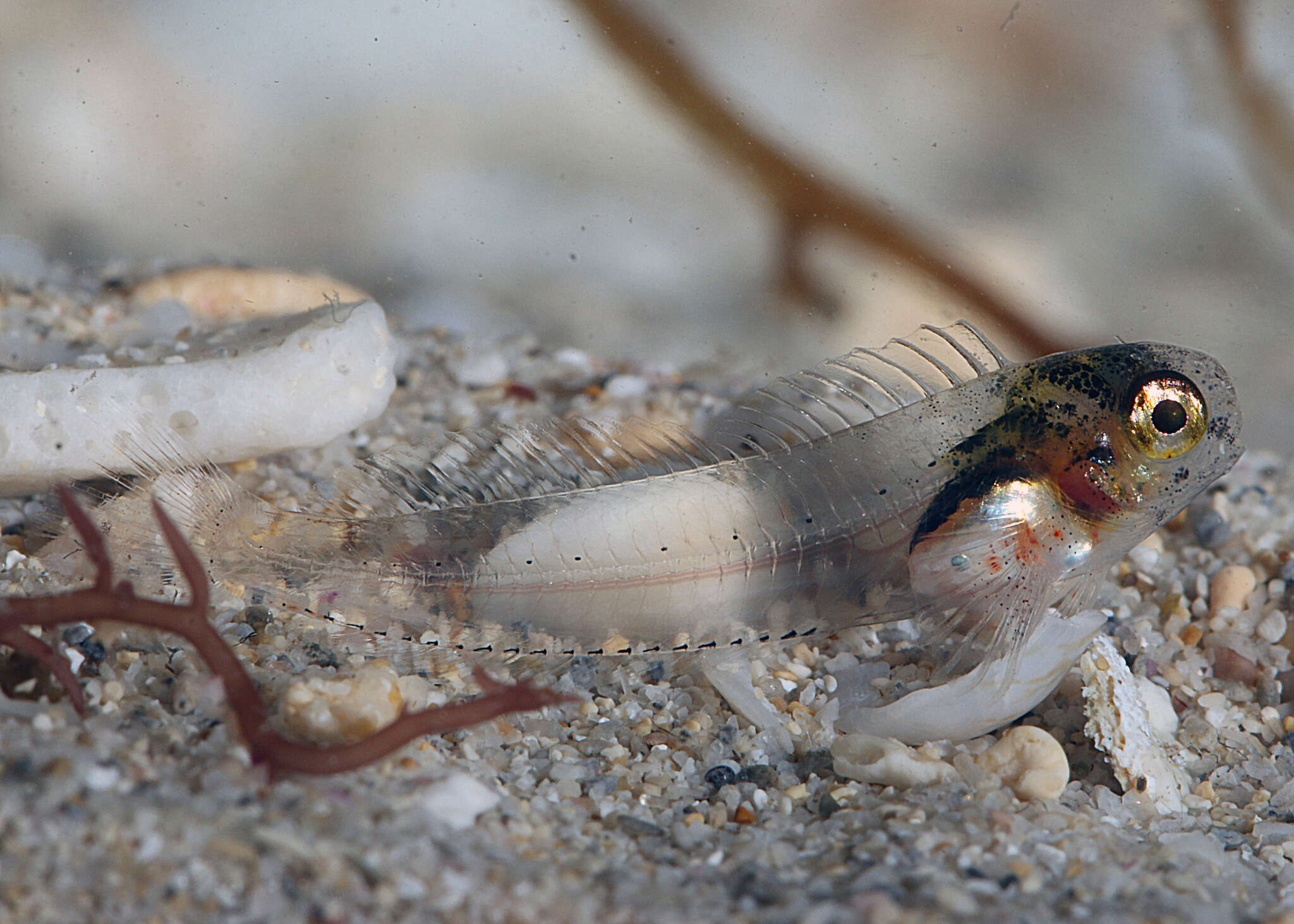 صورة Parablennius postoculomaculatus Bath & Hutchins 1986