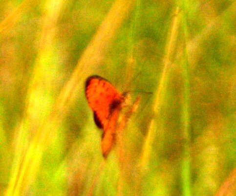 Acraea periphanes Oberthür 1893 resmi