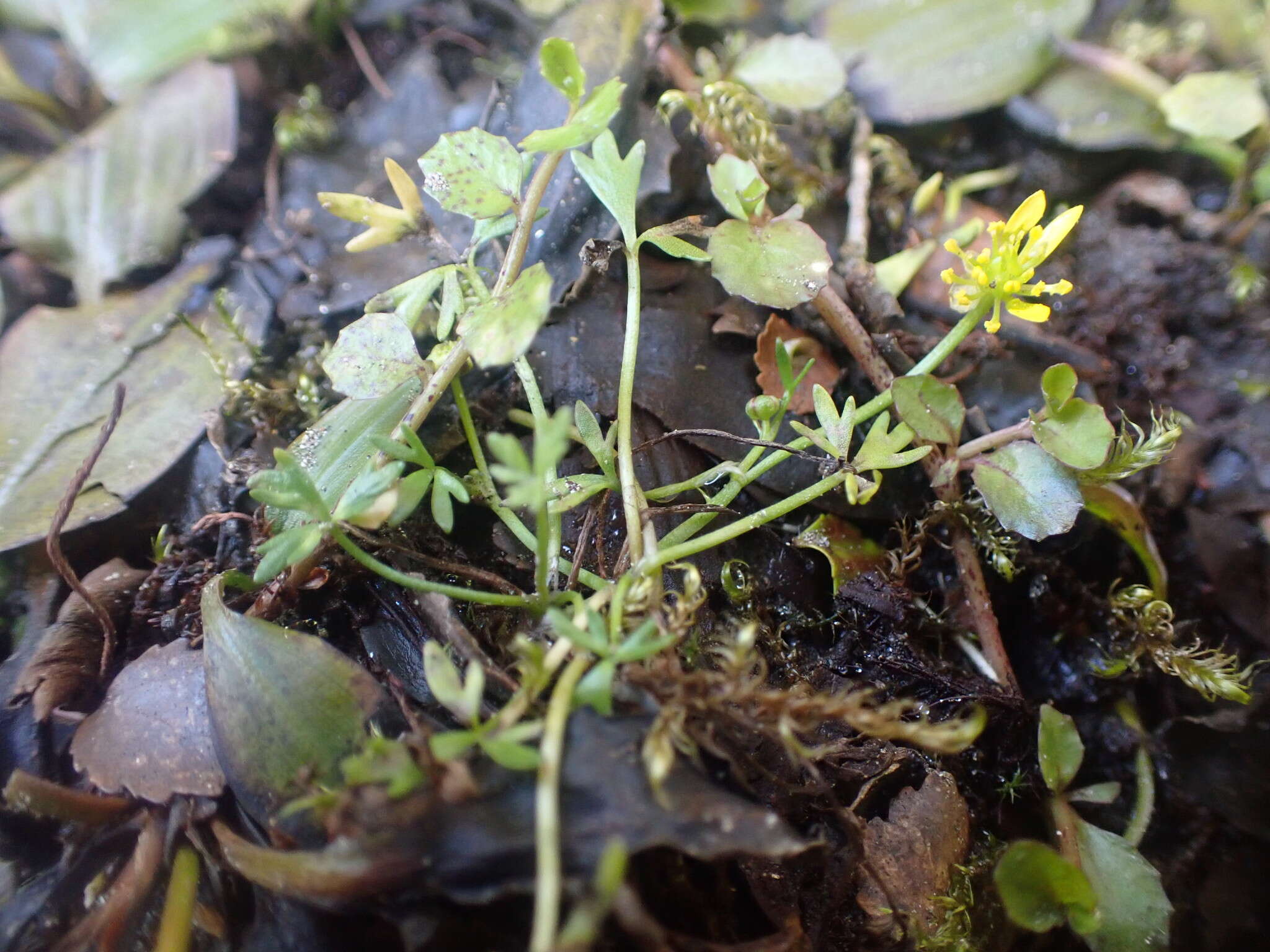 Image of Ranunculus glabrifolius Hook.