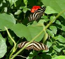 Image of Zebra Longwing