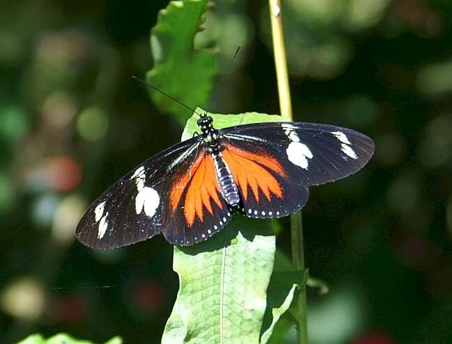 Image of Heliconius melpomene Linnaeus 1758