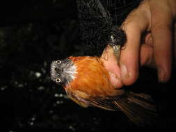 Image of Grey-headed Babbler