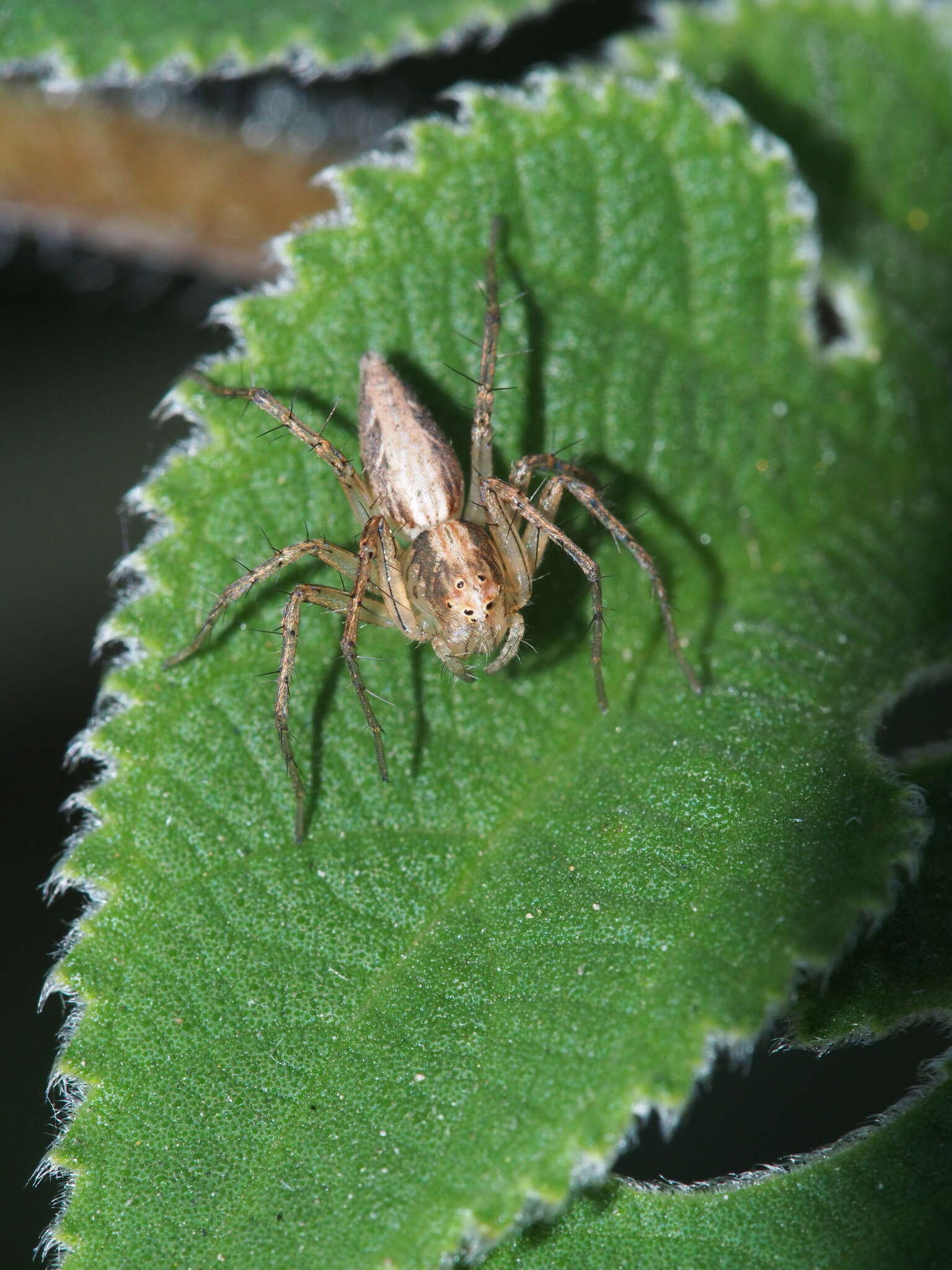 Image of Oxyopes sertatus L. Koch 1878