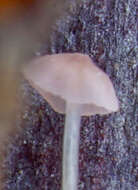 Image of Mycena smithiana Kühner 1938