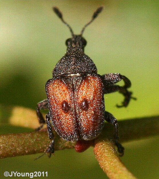 Image of Scotopsinus bituberculatipennis Hesse 1929